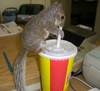 If i keep drinking this coffe /w whiped cream ill win the race for sure